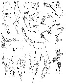 Espce Metridia alata - Planche 1 de figures morphologiques