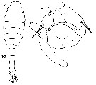 Espce Metridia alata - Planche 2 de figures morphologiques