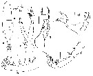 Espce Euaugaptilus atlanticus - Planche 1 de figures morphologiques