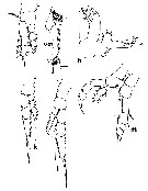 Espce Euaugaptilus atlanticus - Planche 2 de figures morphologiques