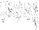 Espce Euaugaptilus fecundus - Planche 5 de figures morphologiques