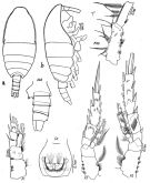 Espce Spinocalanus stellatus - Planche 1 de figures morphologiques