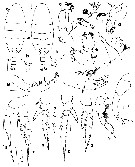 Espce Temorites sarsi - Planche 5 de figures morphologiques