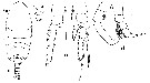 Espce Temorites spinifera - Planche 6 de figures morphologiques
