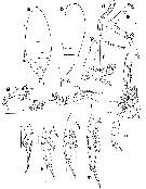 Espce Brodskius paululus - Planche 6 de figures morphologiques