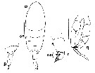 Espce Brodskius paululus - Planche 7 de figures morphologiques