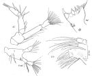 Espce Spinocalanus stellatus - Planche 2 de figures morphologiques