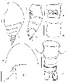 Espce Tharybis pseudomegalodactyla - Planche 1 de figures morphologiques