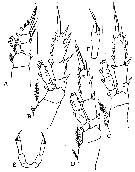 Espce Tharybis pseudomegalodactyla - Planche 4 de figures morphologiques