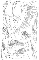 Espce Spinocalanus stellatus - Planche 3 de figures morphologiques