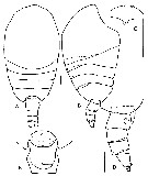 Espce Tharybis shuheiella - Planche 1 de figures morphologiques