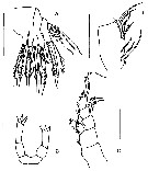 Espce Tharybis shuheiella - Planche 2 de figures morphologiques