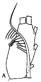 Espce Tharybis pseudomegalodactyla - Planche 7 de figures morphologiques