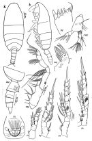 Espce Spinocalanus spinipes - Planche 1 de figures morphologiques
