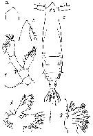 Espce Subeucalanus subtenuis - Planche 13 de figures morphologiques