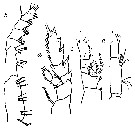 Espce Subeucalanus subtenuis - Planche 14 de figures morphologiques