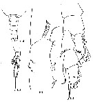 Espce Spinocalanus abruptus - Planche 1 de figures morphologiques