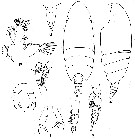 Espce Scolecithricella tropica - Planche 2 de figures morphologiques