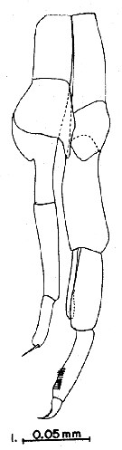Espce Scolecithricella tenuiserrata - Planche 12 de figures morphologiques