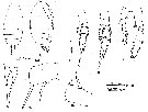 Espce Scolecithricella vittata - Planche 21 de figures morphologiques