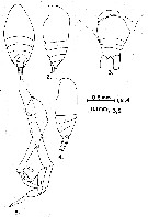 Espce Scolecithrix bradyi - Planche 18 de figures morphologiques