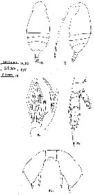 Espce Scolecithricella abyssalis - Planche 10 de figures morphologiques
