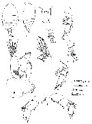 Espce Xanthocalanus dilatus - Planche 2 de figures morphologiques