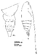 Espce Neocalanus gracilis - Planche 17 de figures morphologiques