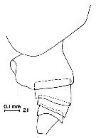 Espce Neocalanus robustior - Planche 14 de figures morphologiques
