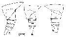 Espce Cosmocalanus darwini - Planche 12 de figures morphologiques