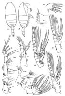 Espce Spinocalanus elongatus - Planche 1 de figures morphologiques