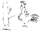 Espce Pareucalanus attenuatus - Planche 18 de figures morphologiques