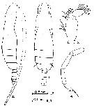 Species Subeucalanus subtenuis - Plate 20 of morphological figures