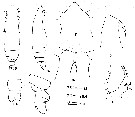 Espce Subeucalanus pileatus - Planche 11 de figures morphologiques