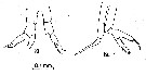 Espce Rhincalanus rostrifrons - Planche 4 de figures morphologiques
