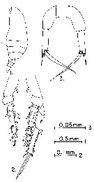 Espce Paracalanus aculeatus - Planche 7 de figures morphologiques