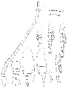 Espce Parvocalanus elegans - Planche 3 de figures morphologiques