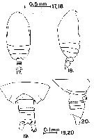 Espce Acrocalanus andersoni - Planche 7 de figures morphologiques