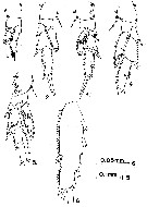 Espce Acrocalanus andersoni - Planche 8 de figures morphologiques