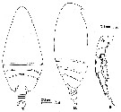 Espce Acrocalanus monachus - Planche 6 de figures morphologiques