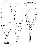 Espce Calocalanus plumulosus - Planche 7 de figures morphologiques