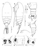 Espce Euchirella lisettae - Planche 1 de figures morphologiques