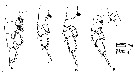 Espce Euchirella bella - Planche 12 de figures morphologiques