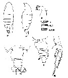 Espce Euchirella venusta - Planche 14 de figures morphologiques