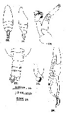 Espce Euchirella venusta - Planche 15 de figures morphologiques
