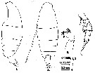 Espce Euchirella pulchra - Planche 13 de figures morphologiques