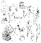 Espce Chirundina indica - Planche 5 de figures morphologiques