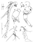 Espce Euchirella lisettae - Planche 2 de figures morphologiques