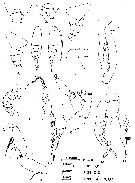 Espce Undeuchaeta plumosa - Planche 15 de figures morphologiques