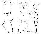 Espce Euchaeta media - Planche 15 de figures morphologiques